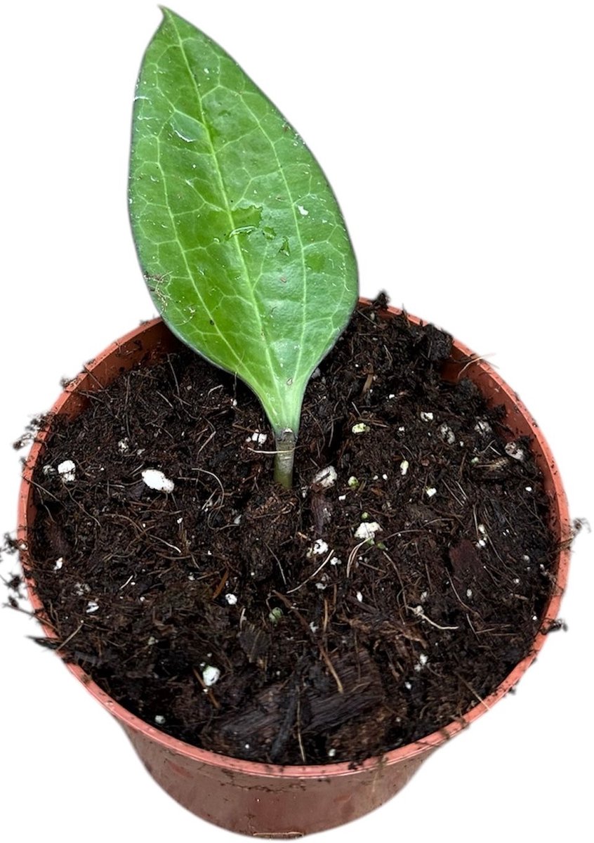Hoya Cinnamomifolia Kamerplant Potmaat Ø10,5 cm |Vers Van De Kweker