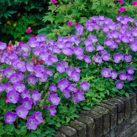 Karpatenklokje (Campanula carpatica) - Klokjesbloem Blauwe Clips - Vaste planten - Bijen-Vlinders - Snijbloemen - Geurend - Zomerbollen
