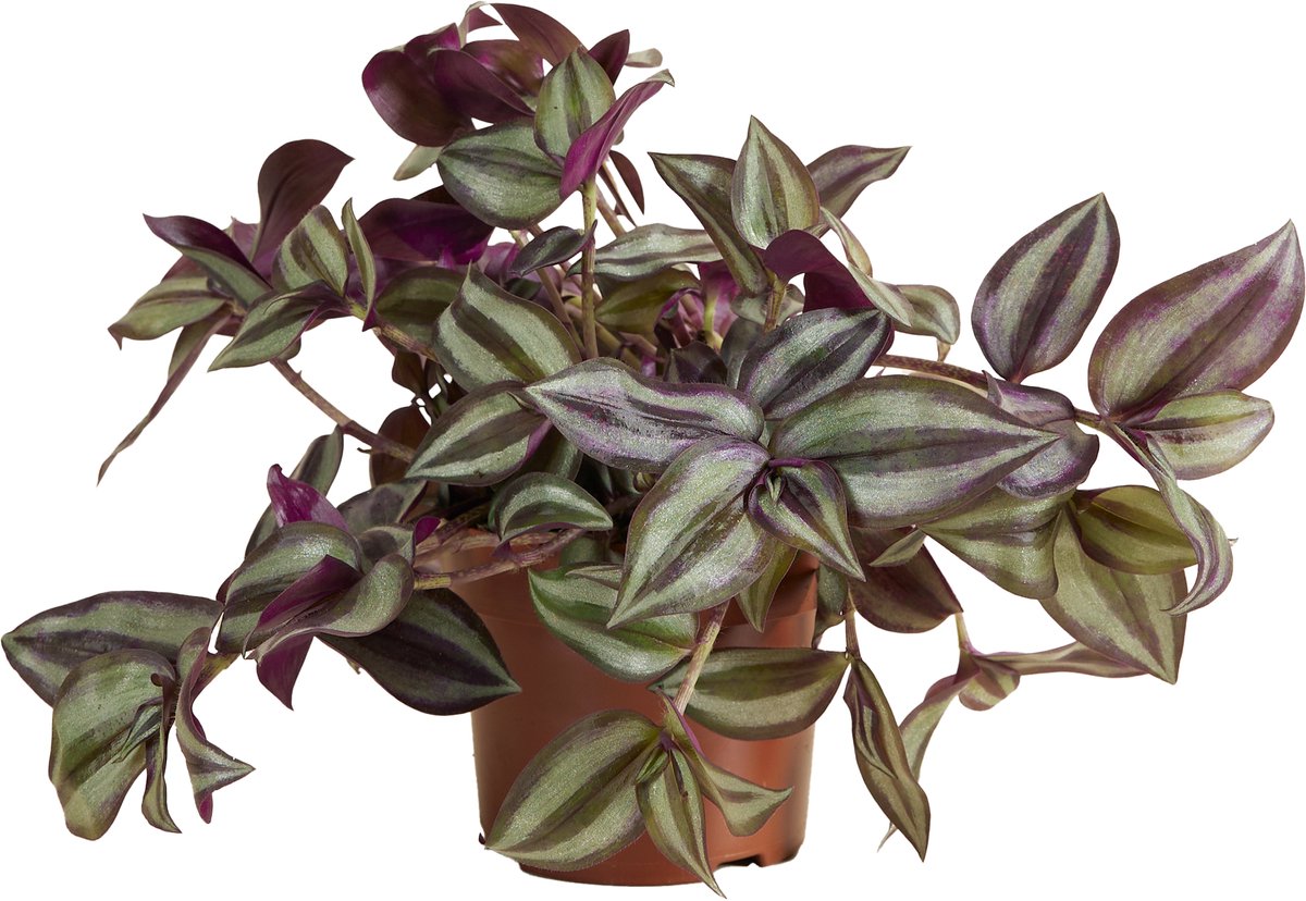 Bloomique - Tradescantia Violet Hill - Vaderplant - Kamerplanten - Hangplant - Luchtzuiverend - Gemakkelijk te Verzorgen - Hoogte 10-20 cm - Pot 12 cm