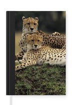 Notitieboek - Schrijfboek - Drie cheetahs op de savanne - Notitieboekje klein - A5 formaat - Schrijfblok