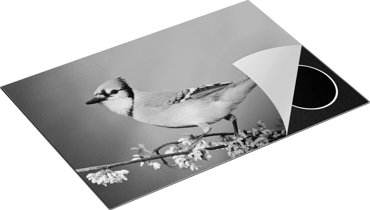 Chefcare Inductie Beschermer Blauwe Gaai Vogel op een Tak - Kleur - Zwart Wit - 77x51 cm - Afdekplaat Inductie - Kookplaat Beschermer - Inductie Mat