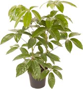 Schefflera Amate ↨ 100cm - hoge kwaliteit planten