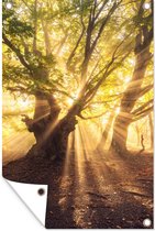 Tuinposter - Boom - Tuin - Bos - Zon - Wanddecoratie - 60x90 cm - Tuindoek - Tuindecoratie