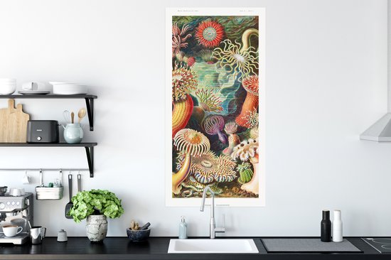 Affiche Ernst Haeckel - Anémone - Rétro - Actinae - 60x120 cm