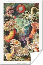 Poster Ernst Haeckel - Kamer decoratie aesthetic - Anemoon - Vintage - Natuur - Zee - Planten - Aesthetic posters - Wanddecoratie - 20x30 cm