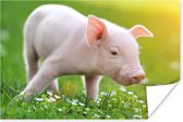 Affiche Animaux - Porcelet - Cochon - 90x60 cm