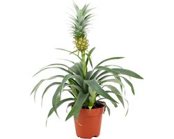 ZynesFlora Ananasplant Mi Amigo in Ø 12 cm Plantenpot - Hoogte: 35 - 40 cm - Luchtzuiverende Anti-Snurk Kamerplant