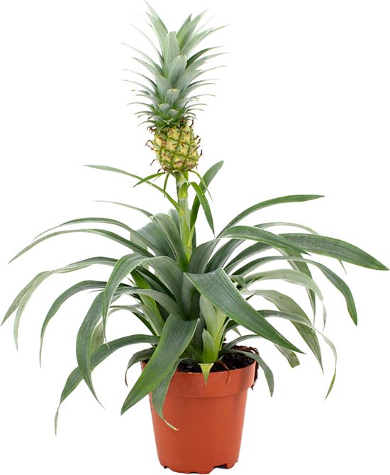 ZynesFlora - Ananasplant - Ø 12 cm - Hoogte: 30 - 40cm - Luchtzuiverend - Kamerplant