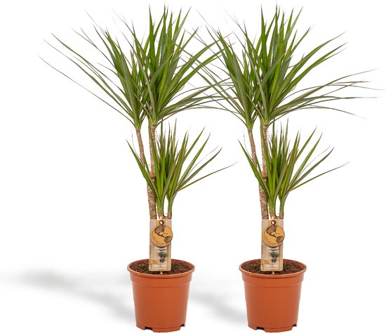 De 12 allerbeste planten voor kantoor! 25 Hello Plants | 2x Dracaena Marginata Drakenbloedbomen - H 90 cm