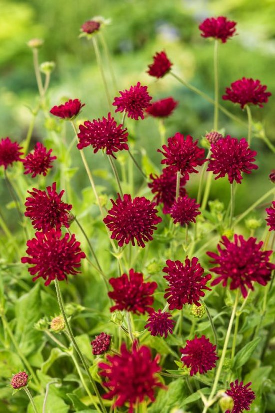 3 stuks Knautia macedonica 'Mars Midget' P9 cm bol