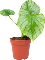 PLNTS - Baby Philodendron Plowmanii - Kamerplant - Stekplantje 3 cm - Hoogte 8 cm