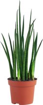 PLNTS - Sansevieria Fernwood Mikado - Kamerplant - Kweekpot 12 cm - Hoogte 30 cm