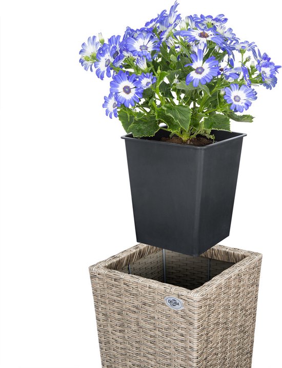 Een pot met blauwe bloemen die in een crème polyrattan bloempot wordt geplaatst. Detailopname.