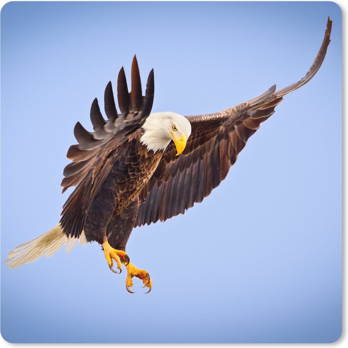 Muismat XXL 50x50 cm - Bureau onderlegger - Bureau mat Adelaar - Zeearend - Prooi - Jagen - Vogels - Bureaumat - Gaming mousepad xl - Bureaulegger groot - Computer deskmat