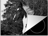KitchenYeah® Inductie beschermer 71x52 cm - Wiekopolska, gelding, skewbald horse, galloping across a meadow - zwart wit - Kookplaataccessoires - Afdekplaat voor kookplaat - Inductiebeschermer - Inductiemat - Inductieplaat mat
