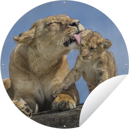 Tuincirkel Leeuw - Baby - Wilde dieren - 60x60 cm - Ronde Tuinposter - Buiten