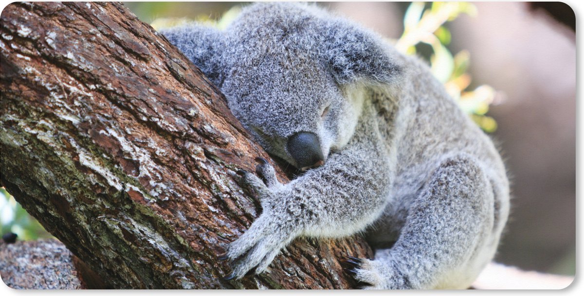 Muismat XXL 80x40 cm - Bureau onderlegger - Bureau mat Koala - Boomstam - Knuffel - Kids - Jongens - Meiden - Bureaumat - Gaming mousepad xl - Bureaulegger groot - Computer deskmat