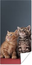 Poster Kittens - Blauw - Roze - Meisjes - Kinderen - Jongens - Kind - 80x160 cm