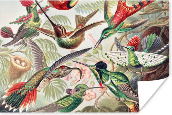 Poster Kolibrie - Vintage - Ernst Haeckel - Vogel - Kunst - Natuur - 90x60 cm