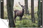 Tuindecoratie Hert - Bomen - Gras - 60x40 cm - Tuinposter - Tuindoek - Buitenposter