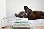 Behang - Fotobehang Burmese kat ligt lekker op een deken - Breedte 420 cm x hoogte 280 cm