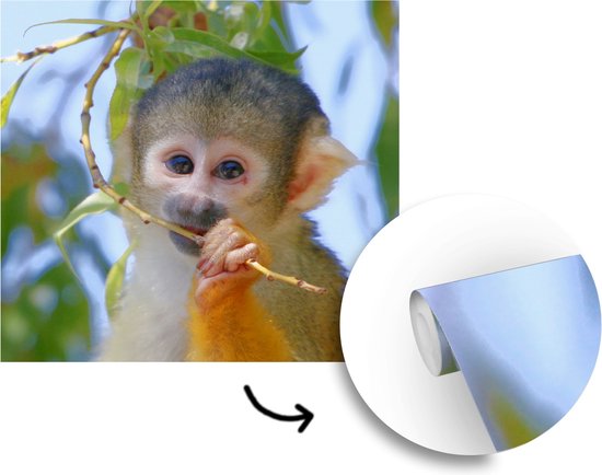 Papier peint Papier peint photo Singe écureuil - Singe écureuil mâchant une branche Papier fotobehang photo vinyle largeur 240 cm x hauteur 240 cm - Tirage photo sur papier peint vinyle (disponible en 7 tailles) - Chambre / salon / bureau