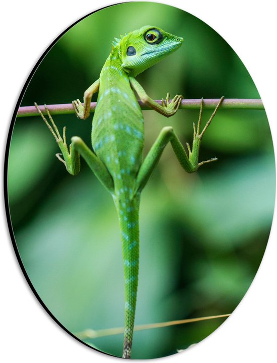 WallClassics - Dibond Ovaal - Groene Kameleon Hangend aan een Takje - 21x28 cm Foto op Ovaal (Met Ophangsysteem)