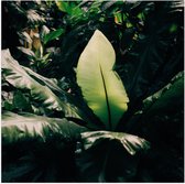 WallClassics - Poster Glossy - Grandes Feuilles dans la Forêt - 80x80 cm Photo sur Papier Poster avec Finition Brillante