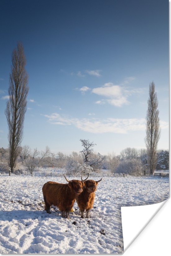 Twee Schotse hooglander in een mooie winter scène met sneeuw en ijs Poster 20x30 cm - Foto print op Poster (wanddecoratie woonkamer / slaapkamer) / Wilde dieren Poster