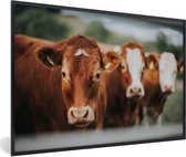 Photo encadrée - Cadre photo gros plan Trois vaches noir sans passe partout 30x20 cm - Affiche encadrée (Décoration murale salon / chambre)