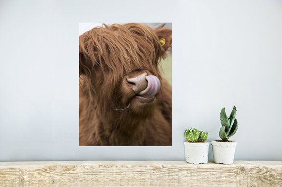 Affiche Highlander écossais - Marron - Animaux - 30x40 cm