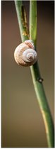 WallClassics - Poster (Mat) - Bruin Slakje op Smalle Groene Tak - 20x60 cm Foto op Posterpapier met een Matte look