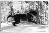 WallClassics - Dibond - Zwarte Hond Springend in de Sneeuw - 60x40 cm Foto op Aluminium (Met Ophangsysteem)