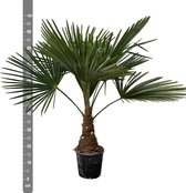 Chinese Waaierpalm - Trachycarpus hoogte 100cm potmaat 21cm