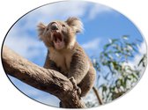 Dibond Ovaal - Gapende Koala op een Tak - 40x30 cm Foto op Ovaal (Met Ophangsysteem)