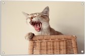 WallClassics - Tuinposter – Gapende Kitten in Rieten Mand - 75x50 cm Foto op Tuinposter (wanddecoratie voor buiten en binnen)