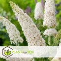 Witte, puntige bloemtrossen van de vlinderstruik met groene bladeren.