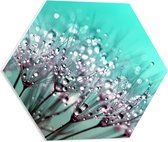 WallClassics - PVC Schuimplaat Hexagon  - Close up van Waterdruppels op Paardenbloem - 50x43.5 cm Foto op Hexagon (Met Ophangsysteem)