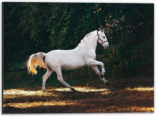 WallClassics - Dibond - Wit Rennend Paard in het Bos - 40x30 cm Foto op Aluminium (Met Ophangsysteem)