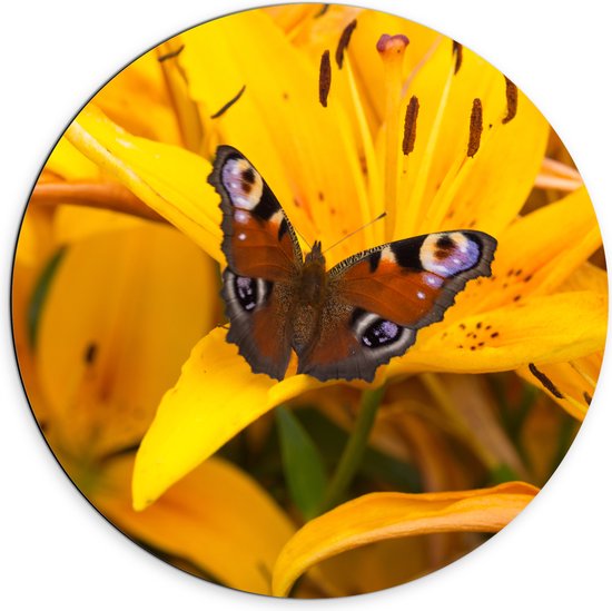 Dibond Muurcirkel - Multi Gekleurde Vlinder op Gele Lelie Bloem - 70x70 cm Foto op Aluminium Muurcirkel (met ophangsysteem)