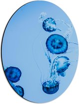 WallClassics - Dibond Ovaal - Blauwe Zwemmende Kwallen in het Water - 30x40 cm Foto op Ovaal (Met Ophangsysteem)