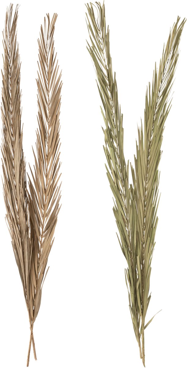 J-Line droogbloemen - Bladeren Khajur - groen - 2 stuks
