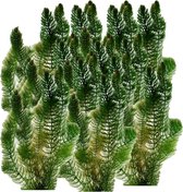 vdvelde.com - Hoornblad - 5 liter - Ceratophyllum Demersum - Zuurstofplant voor 500 – 2.000 liter - Volgroeide hoogte: 80 cm - Plaatsing: los in het water