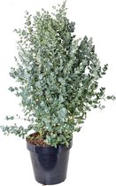 Plantenboetiek.nl | Eucalyptus Gunnii Azura - Ø27cm - 100-110cm hoog - Tuinplant