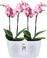 Elho Brussels Orchidee Duo 25 - Bloempot voor Binnen - Ø 24.8 x H 12.0 cm - Transparant