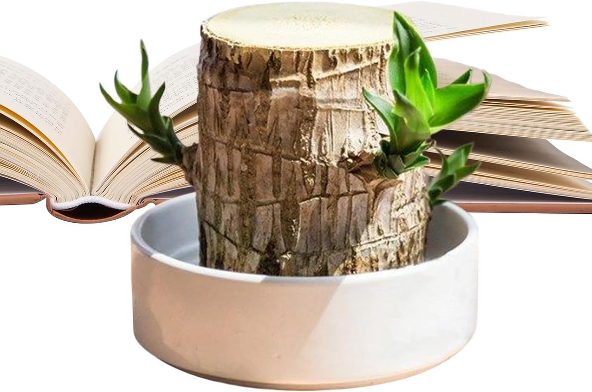 Houtplant Natuurlijke Hydroponische Decoratie