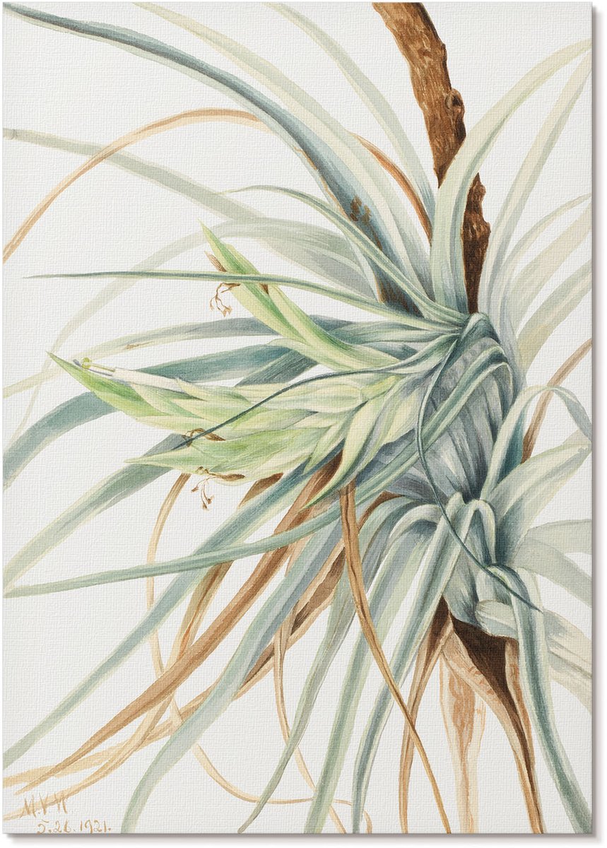 Tulup Polycanvas Poster - Wilde Ananas, Waterverf - A4 - Wit Wandposter - Rechthoek - Kunstposter - Woonkamer, Slaapkamer, Kantoor - Klassiek