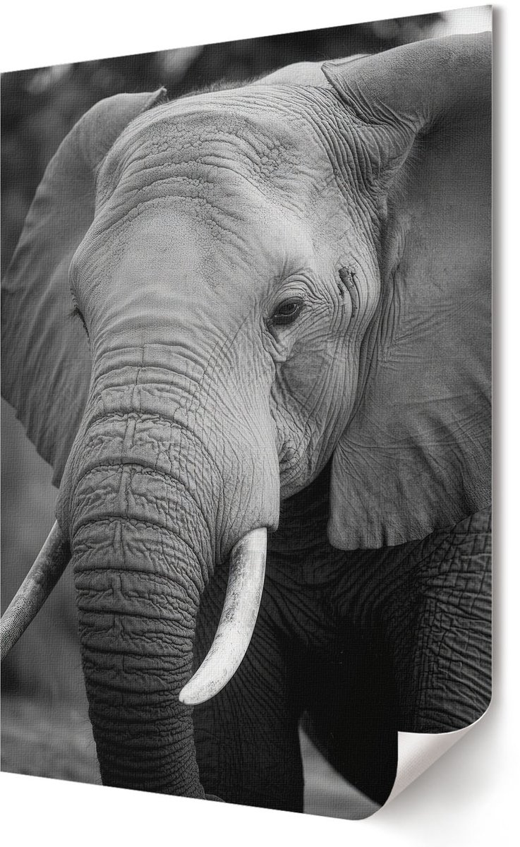 Coloray Polycanvas Wandposter - Olifantenportret, Fotografie - 594 x 840 - Zwart-wit Wanddecoratie - Rechthoek - Wandkunstwerk - Slaapkamer - Klassiek