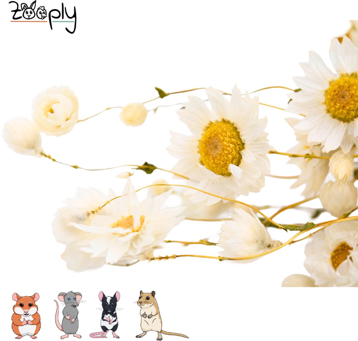 Zooply Madeliefje - Wit - 70 gram - in koker
