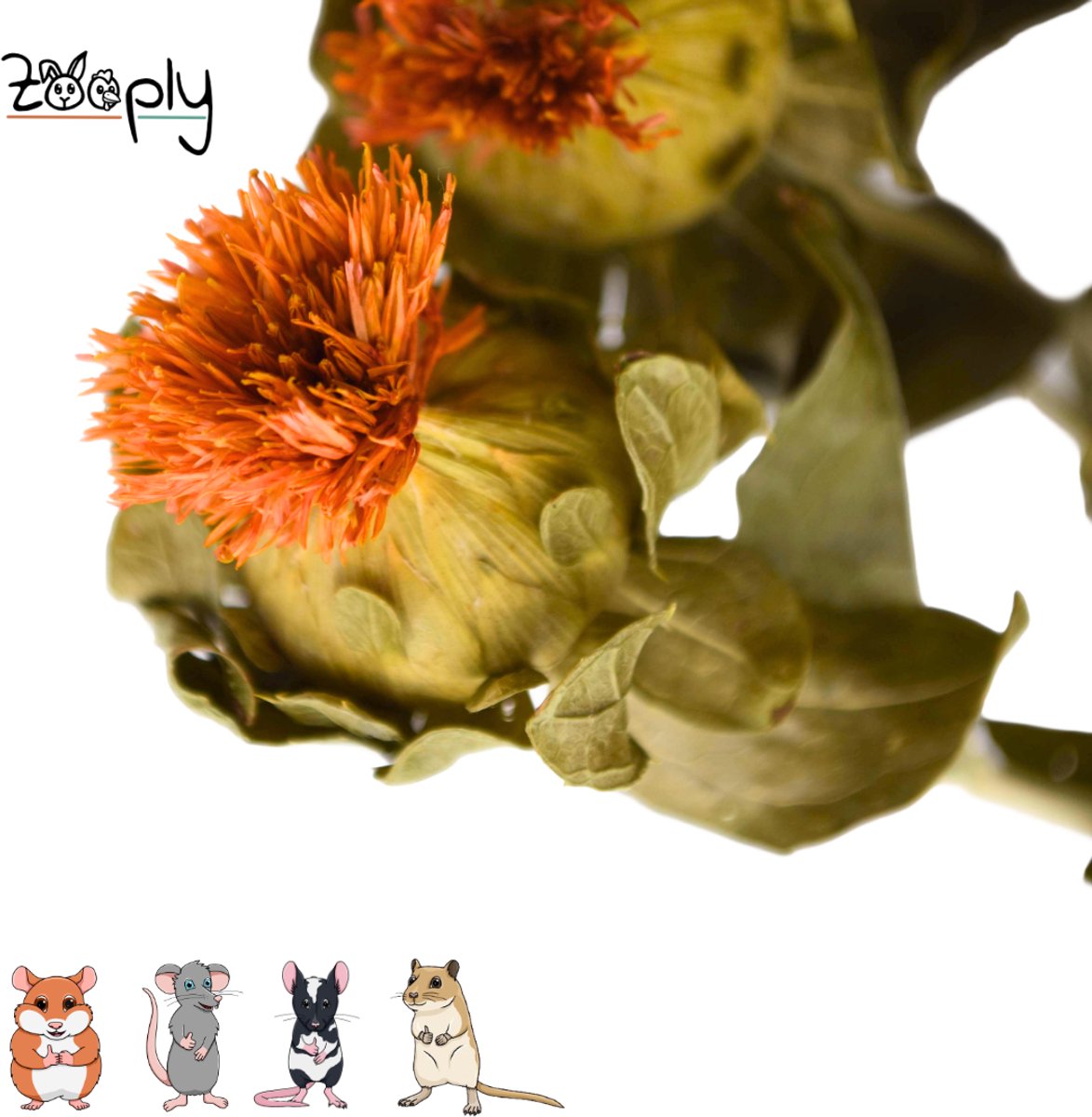 Zooply Muurbloem - 70 gram - in koker